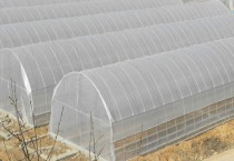 空气凤梨的繁殖方法 空气凤梨的繁殖方法