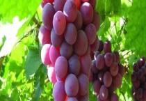 影响甘蔗成熟的因素有哪些（影响甘蔗成熟的因素）