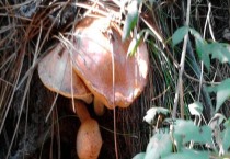 松树菌人工栽培技术（几月份开始生长）