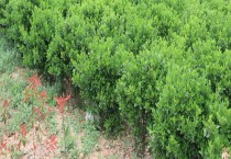 玫瑰腐烂防治法