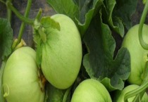 甜瓜怎样快速增甜（增瓜灵什么时候喷合适）