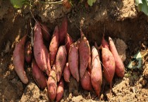 凤仙花的花语是什么（凤仙花可以送人吗）