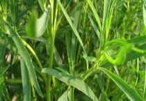 芹菜软腐病防治