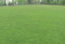 仙客来什么时候开花（仙客来花期多长）