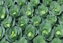 秋季栽种枣树好成活吗（秋季栽植枣树的方法）