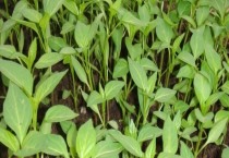 冬闲菜地换茬备耕要全面