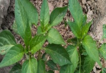 美女樱不开花怎么办（怎么让美女樱开花）