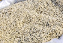 黄瓜不同时期的管理技术