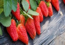 菏泽牡丹节牡丹什么时候开（什么时候去）