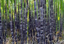 甘蔗施什么肥料长的粗大（附施肥时间和多久？）