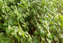 番茄如何留种（番茄留种步骤）