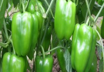 杨树什么时候开花（杨树常见的品种）