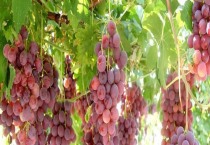 白蜡育苗技术要点