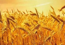 选择小麦品种的误区与对策