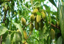 香椿的育苗技术