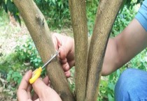 大蒜如何种植管理（大蒜高产全程种植管理技术）