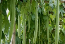 套袋苹果夏季如何管理（套袋苹果夏季管理措施）