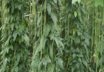 巨峰葡萄几月份成熟（巨峰葡萄产地在哪）