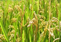 水稻一年最多几季（哪里可以种一年两季水稻）