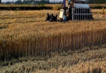 富贵子的产地分布（富贵子的形态特征）