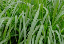 盆花的除虫新方法