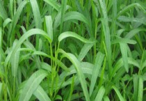 金产5玉米种（金产5玉米种怎么样）