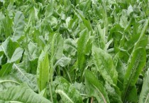 盆栽柠檬怎么养（盆栽柠檬的养殖方法）