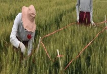 冬季蔬菜整枝打杈方法