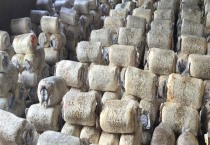 大岩桐什么时候开花（大岩桐的花期多长）