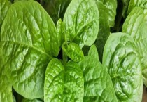 木耳菜种植时间和方法（种子如何处理才能播种）