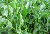 空心菜种植时间和方法（种植多久可以采收）