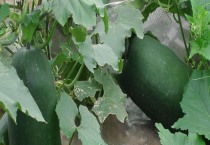 桃树生长期为什么要修剪（桃树修剪的原因和方法）