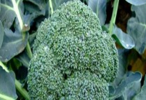 东北玉米什么时候播种（东北玉米种植时间）