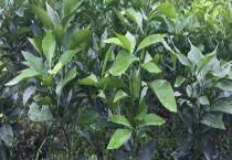 紫背菜栽培技术 紫背菜栽培技术
