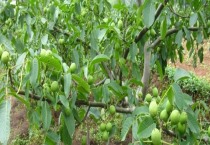 人工控旺种植要点:时间、方法与养护管理汇总