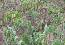 草莓产生畸形果的原因