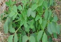 合欢花的种子什么时候播种？