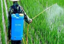 瓜蒌怎样食用（瓜蒌的几种食用方法）