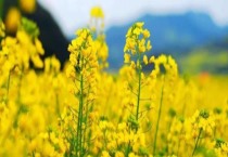 油菜杂交制种技术（附病虫害综合防治）