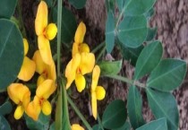 万寿菊在城市绿化中的应用