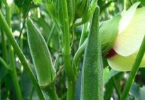 金盏菊如何多开花（金盏菊多开花的方法）