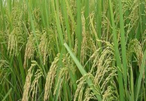 详谈拖拉机技术保养和保管法