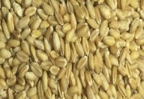 小麦种子泡水水有什么用（泡水多久能种）