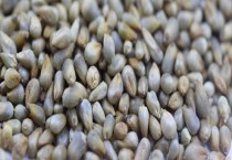 铁皮石斛什么时候开花（花期多长）