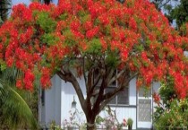 亚麻经济价值和开发利用前景