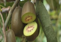 种植猕猴桃几年挂果介绍