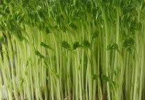 大葱干尖的原因（大葱干尖原因怎么办）