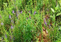 板蓝根的产地分布