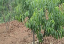 红睡莲怎么养（红睡莲的种植方法）