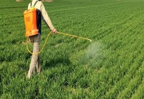 贴梗海棠的花语是什么（贴梗海棠的花语及传说）